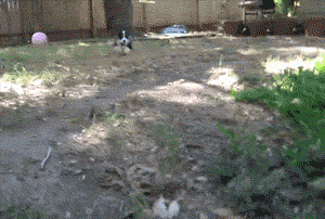 Technical DiffiCULTies, Please Stand By ..Meanwhile #Dance!:WJBW Blogging&nbsp;Follies