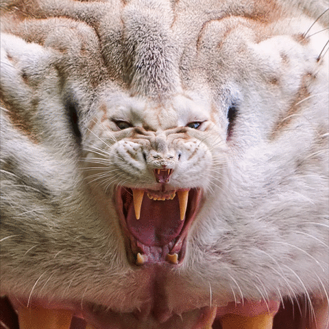 Savage Season OCHO Rages Forth :WJBW Blogging&nbsp;Follies